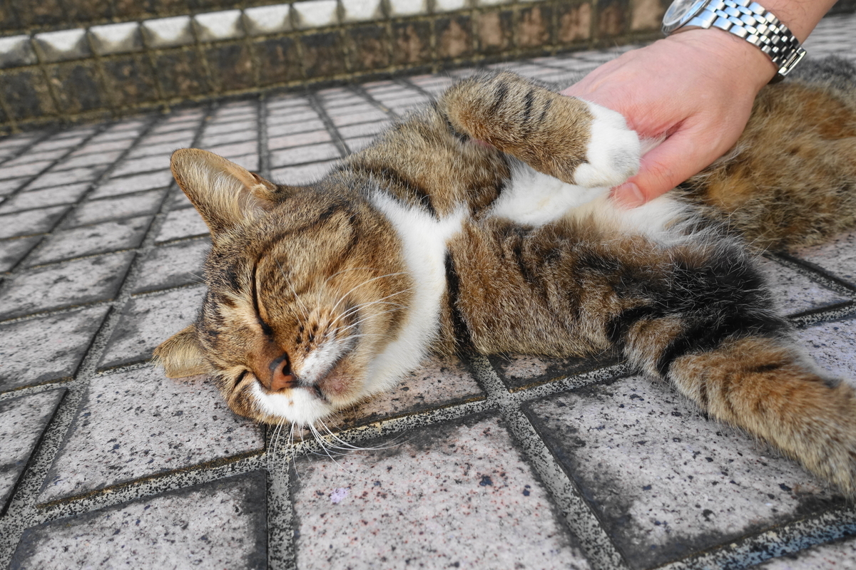 f:id:shigeo-t:20210926103116j:plain