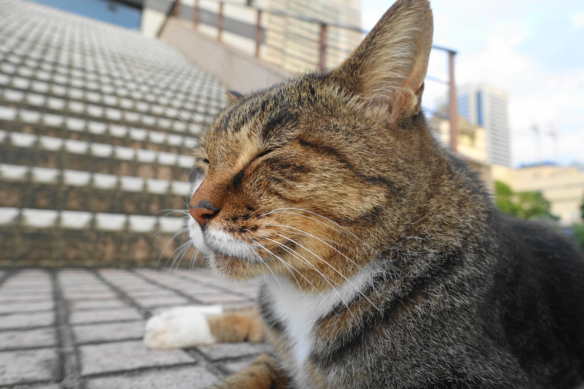 f:id:shigeo-t:20210926103155j:plain