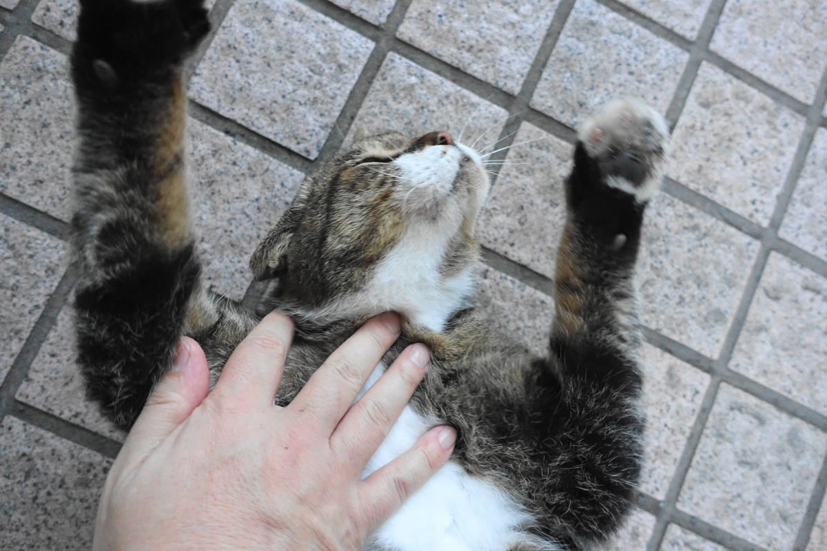 f:id:shigeo-t:20210926104447j:plain