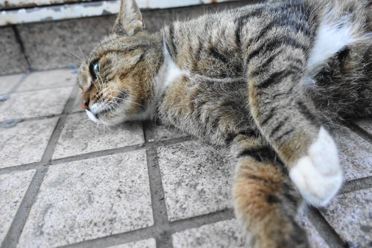 f:id:shigeo-t:20210926104530j:plain