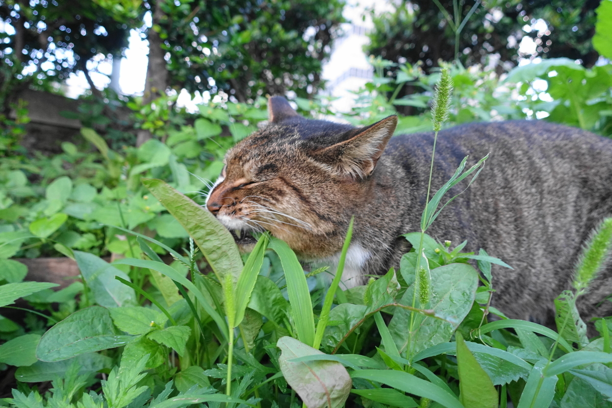 f:id:shigeo-t:20210929094529j:plain