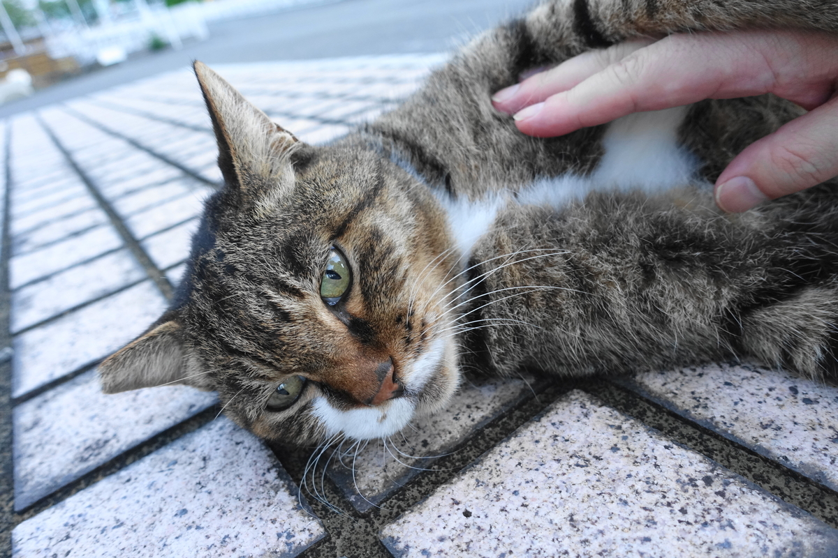 f:id:shigeo-t:20210929094825j:plain