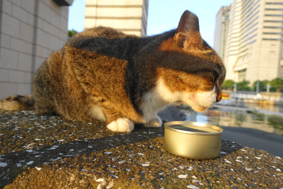 f:id:shigeo-t:20210929101015j:plain