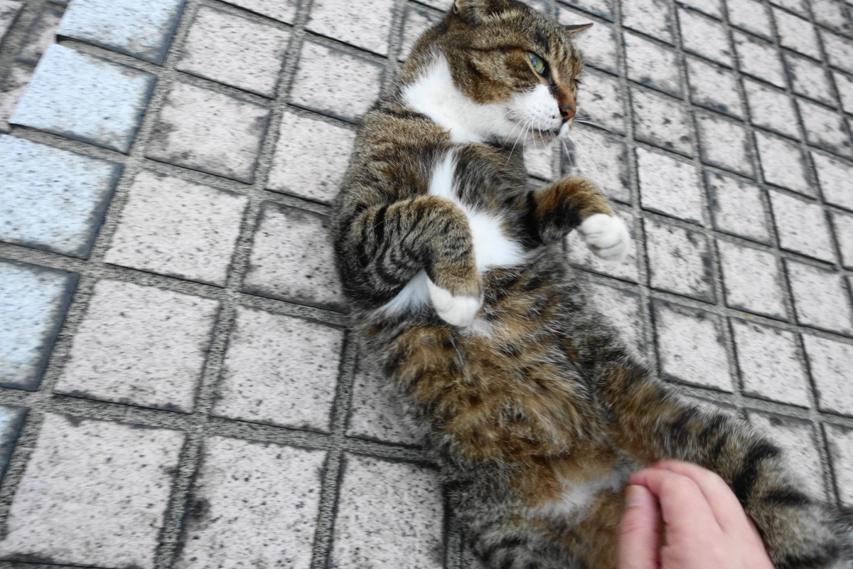 f:id:shigeo-t:20210929101621j:plain