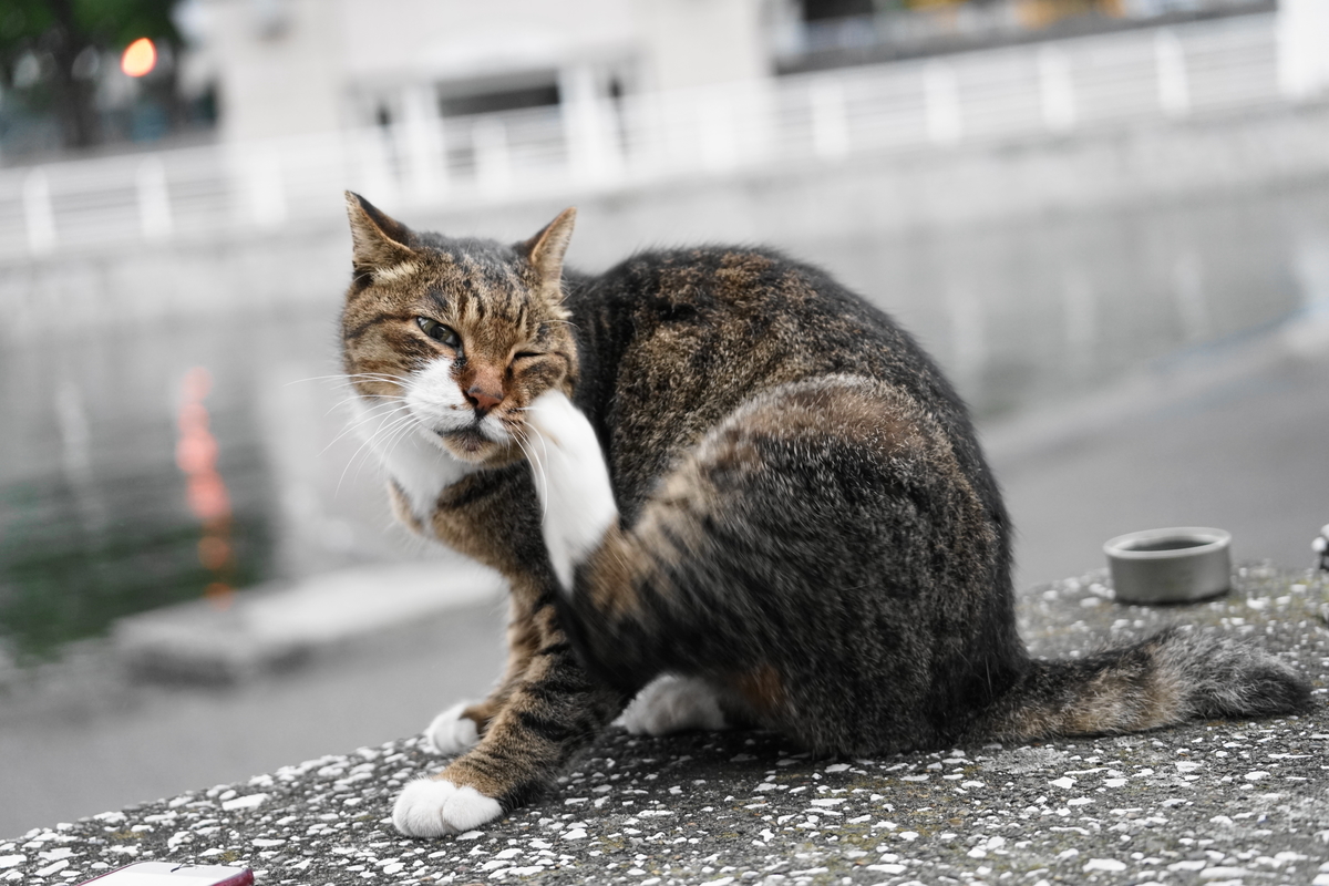 f:id:shigeo-t:20211013122047j:plain
