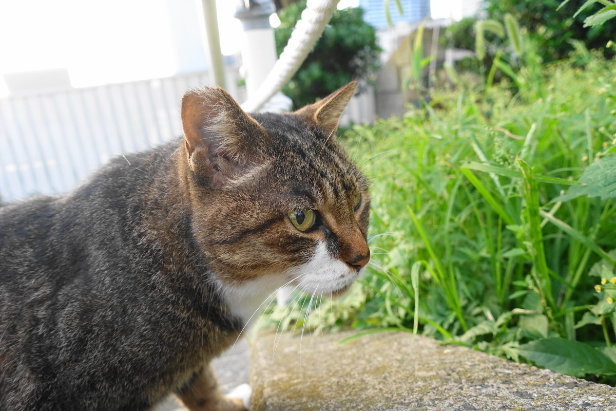f:id:shigeo-t:20211016111156j:plain