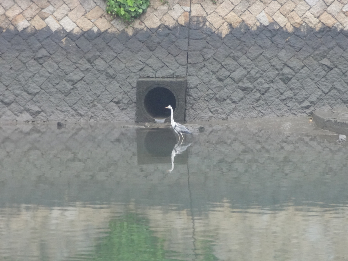 f:id:shigeo-t:20211017091928j:plain