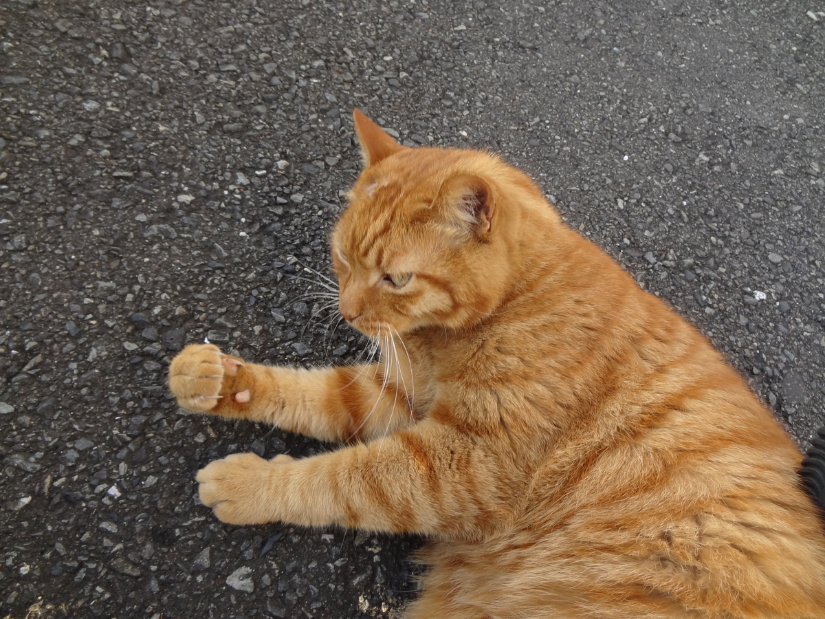 f:id:shigeo-t:20211017100145j:plain