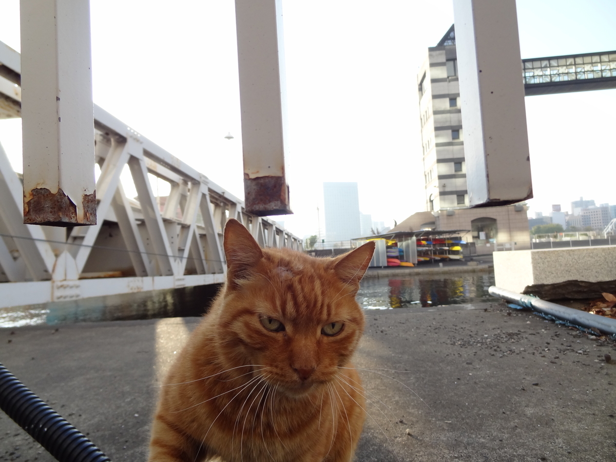 f:id:shigeo-t:20211017100214j:plain