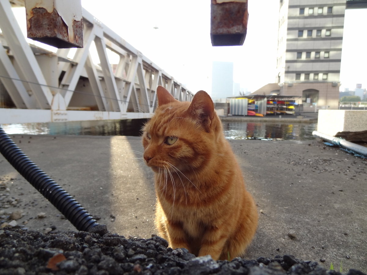 f:id:shigeo-t:20211017100217j:plain