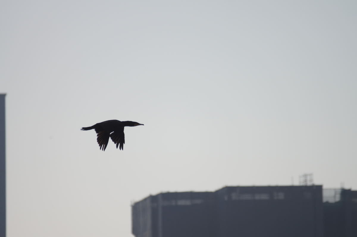 f:id:shigeo-t:20211017100349j:plain