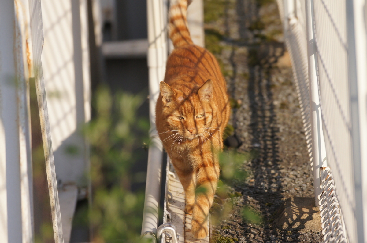 f:id:shigeo-t:20211017100433j:plain