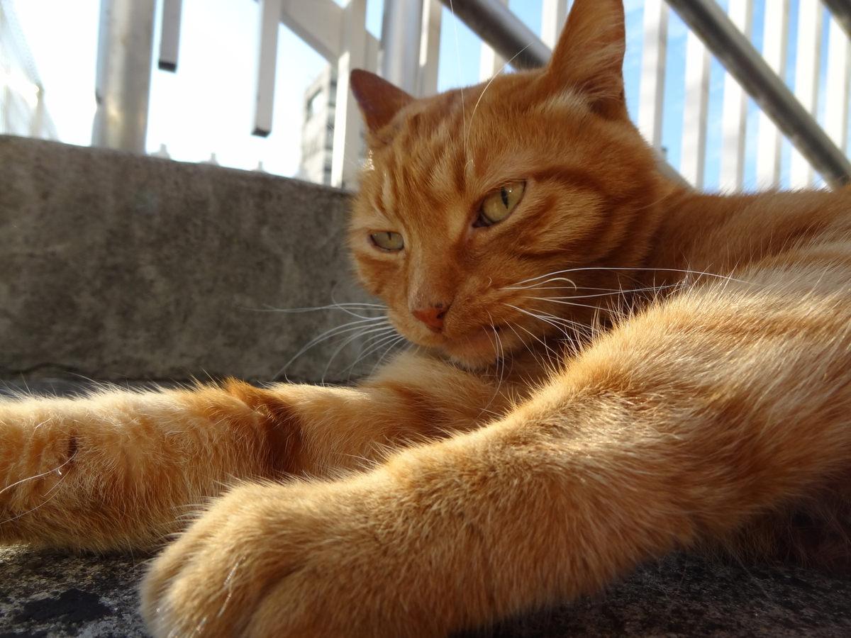 f:id:shigeo-t:20211017100537j:plain