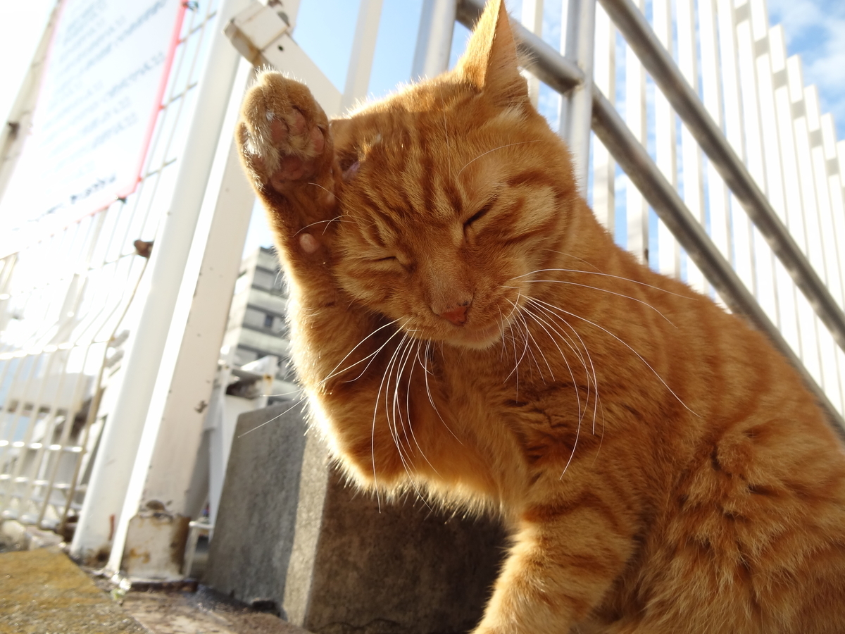 f:id:shigeo-t:20211017100618j:plain