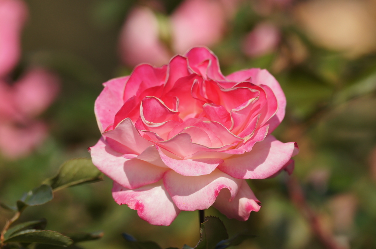 f:id:shigeo-t:20211017101125j:plain