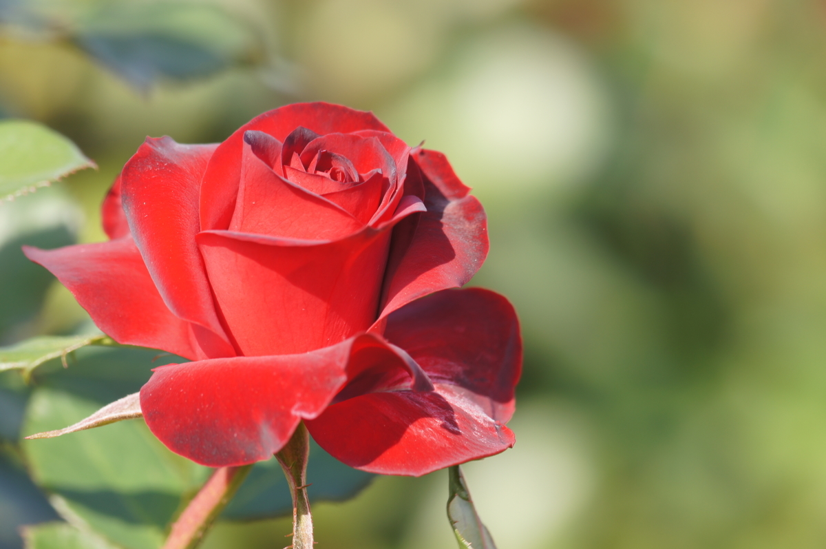 f:id:shigeo-t:20211017101134j:plain