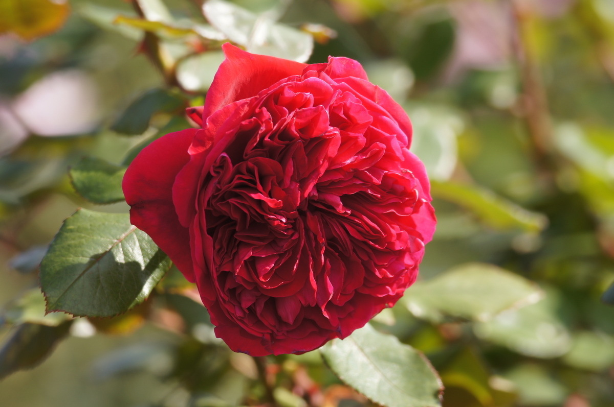 f:id:shigeo-t:20211017101141j:plain