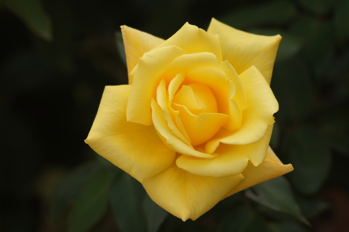 f:id:shigeo-t:20211017101159j:plain