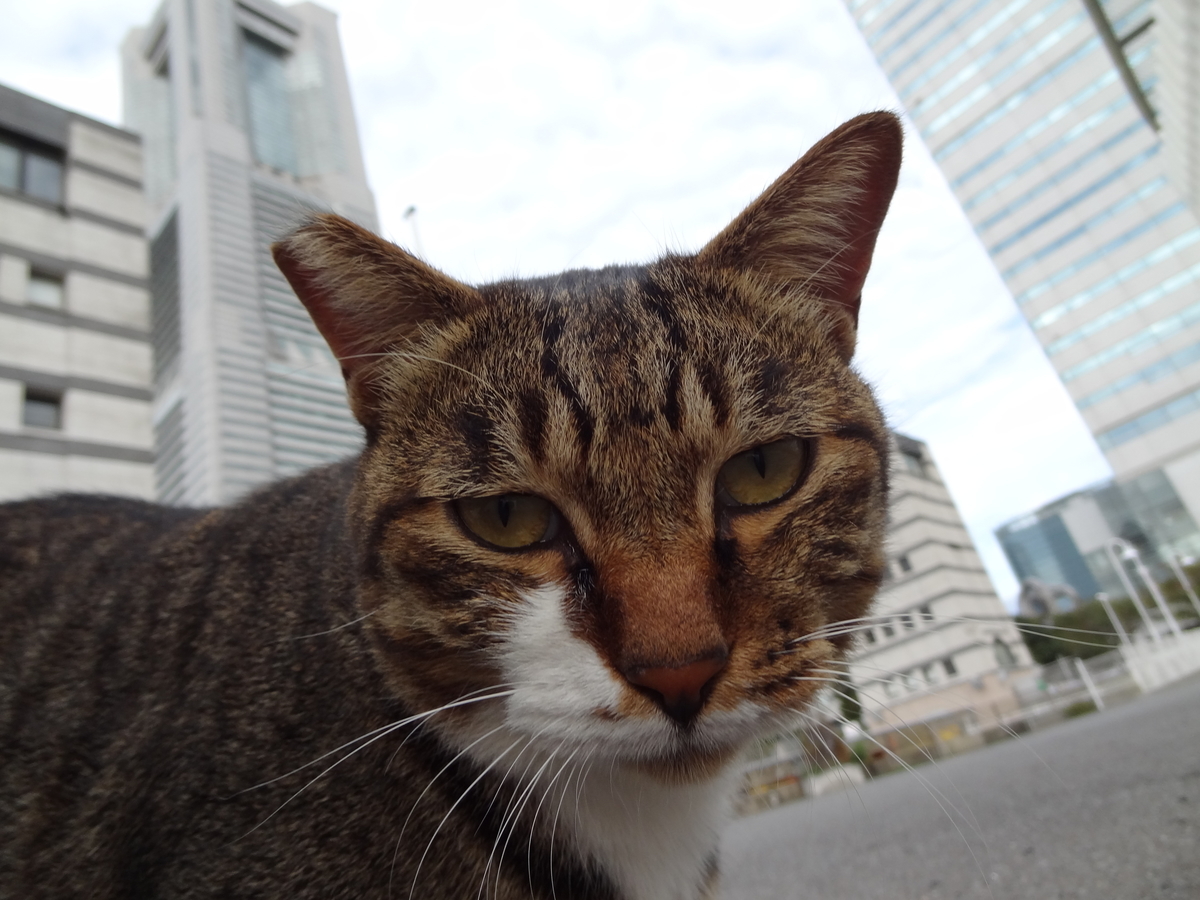 f:id:shigeo-t:20211017101636j:plain