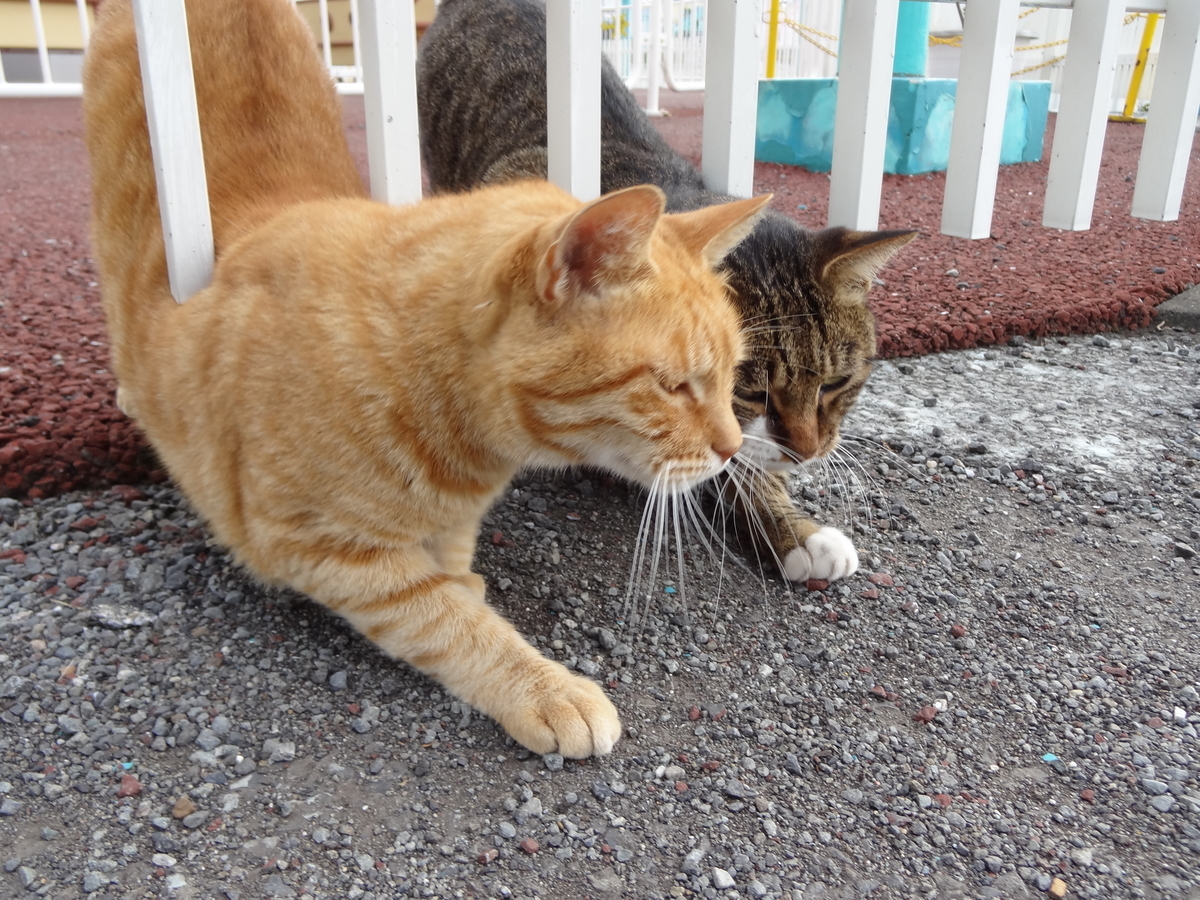 f:id:shigeo-t:20211017101659j:plain