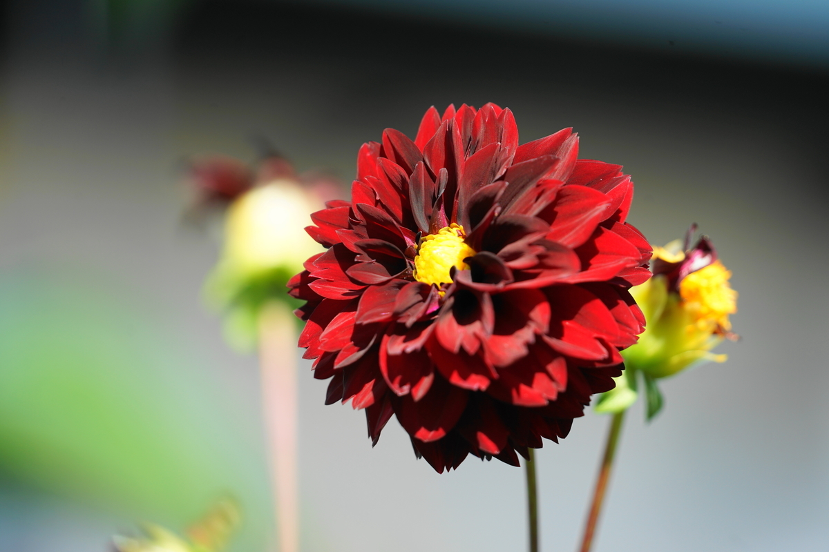 f:id:shigeo-t:20211018114009j:plain