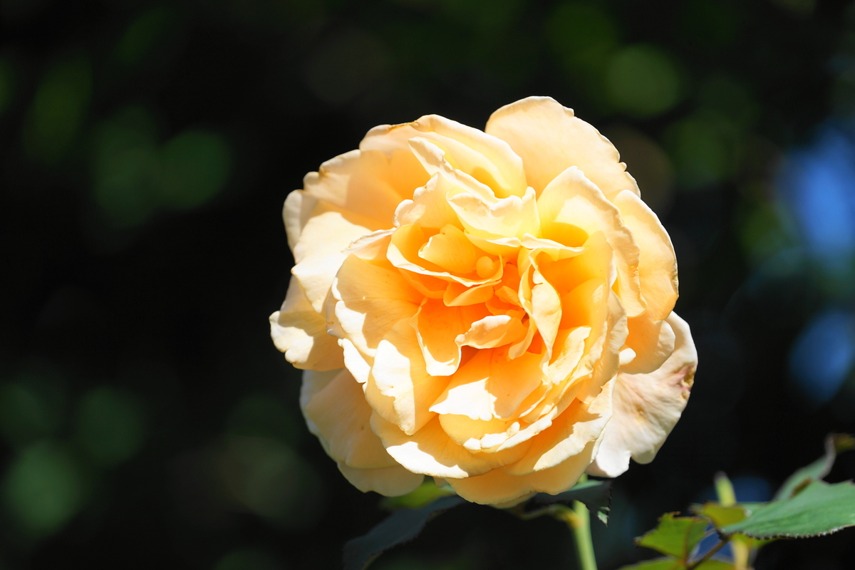 f:id:shigeo-t:20211018114155j:plain