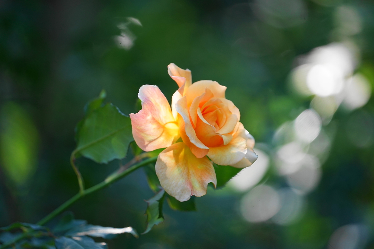 f:id:shigeo-t:20211018114735j:plain