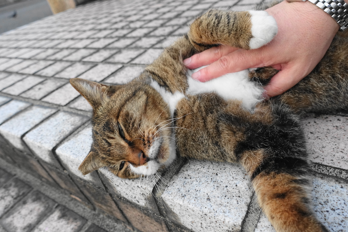 f:id:shigeo-t:20211018124635j:plain