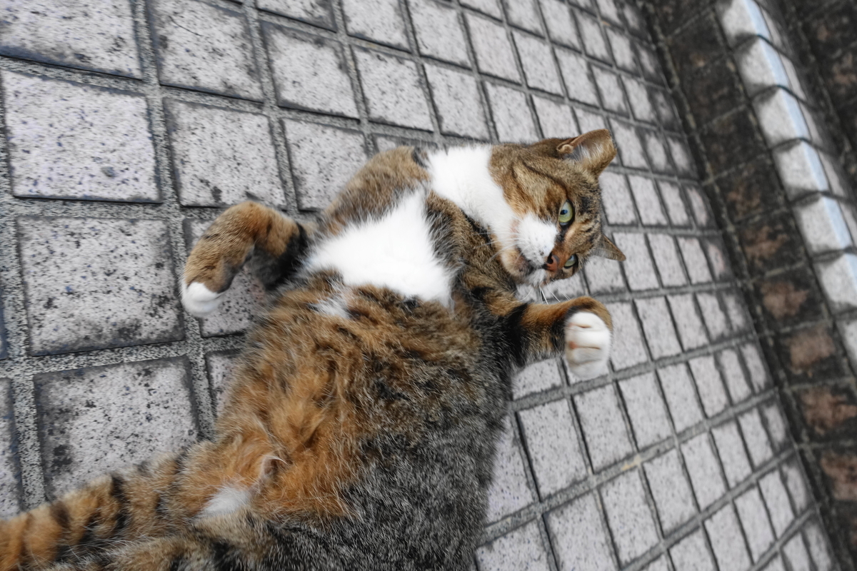 f:id:shigeo-t:20211018124705j:plain