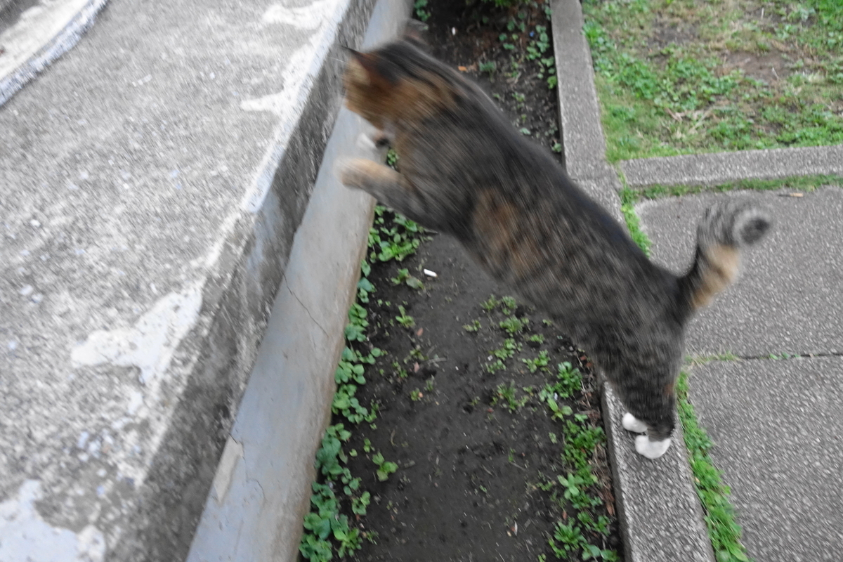 f:id:shigeo-t:20211018125550j:plain