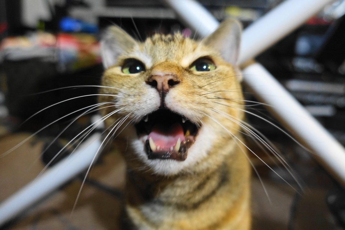 f:id:shigeo-t:20211026100930j:plain