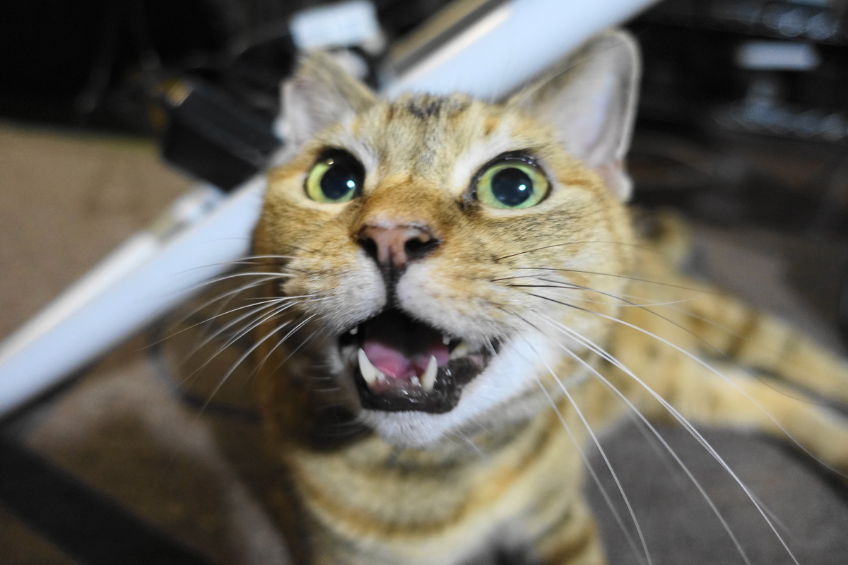 f:id:shigeo-t:20211026100959j:plain