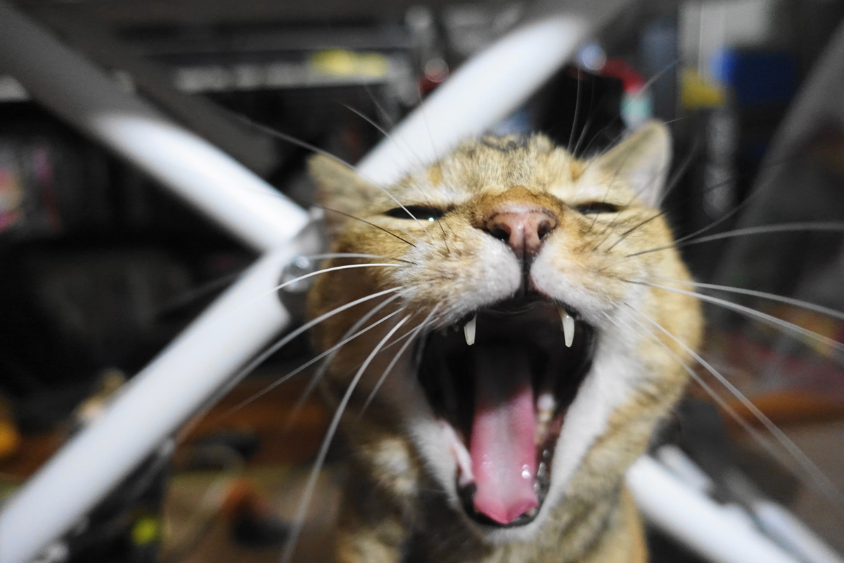 f:id:shigeo-t:20211026101024j:plain