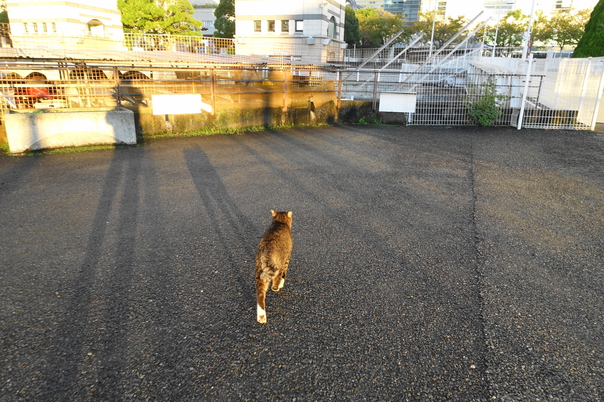 f:id:shigeo-t:20211101103627j:plain