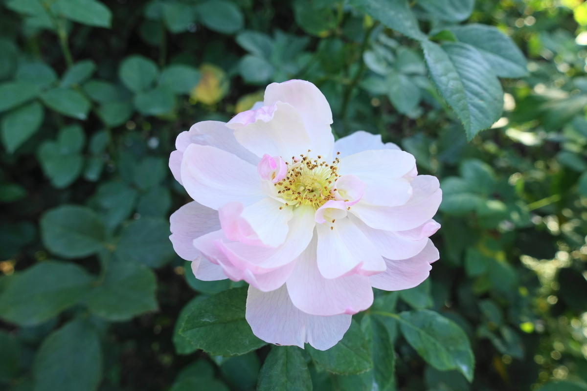 f:id:shigeo-t:20211103141407j:plain