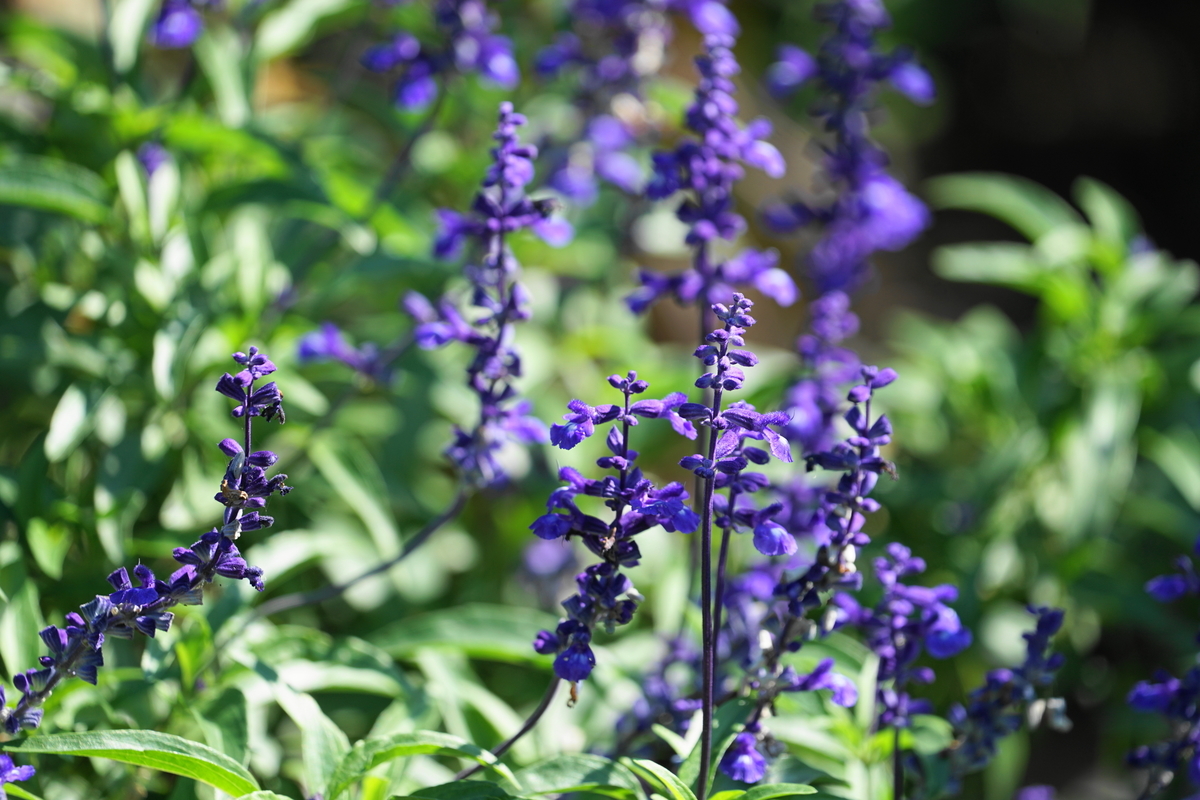 f:id:shigeo-t:20211103141423j:plain