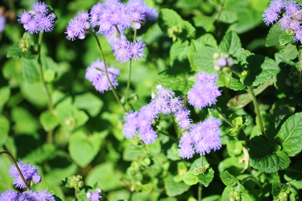 f:id:shigeo-t:20211103141503j:plain