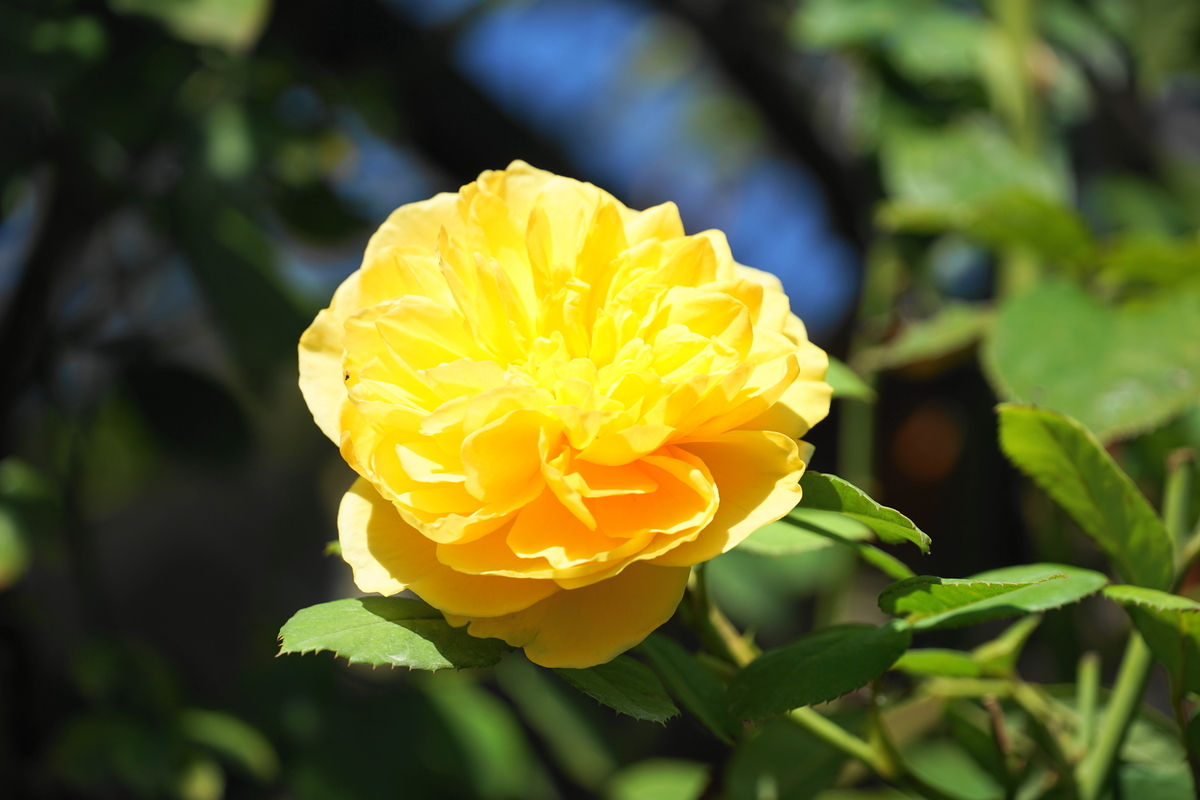 f:id:shigeo-t:20211103141518j:plain