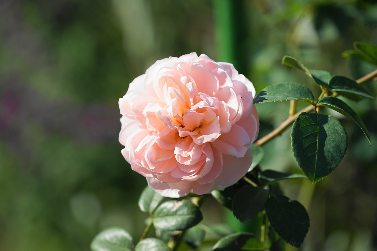 f:id:shigeo-t:20211103141545j:plain