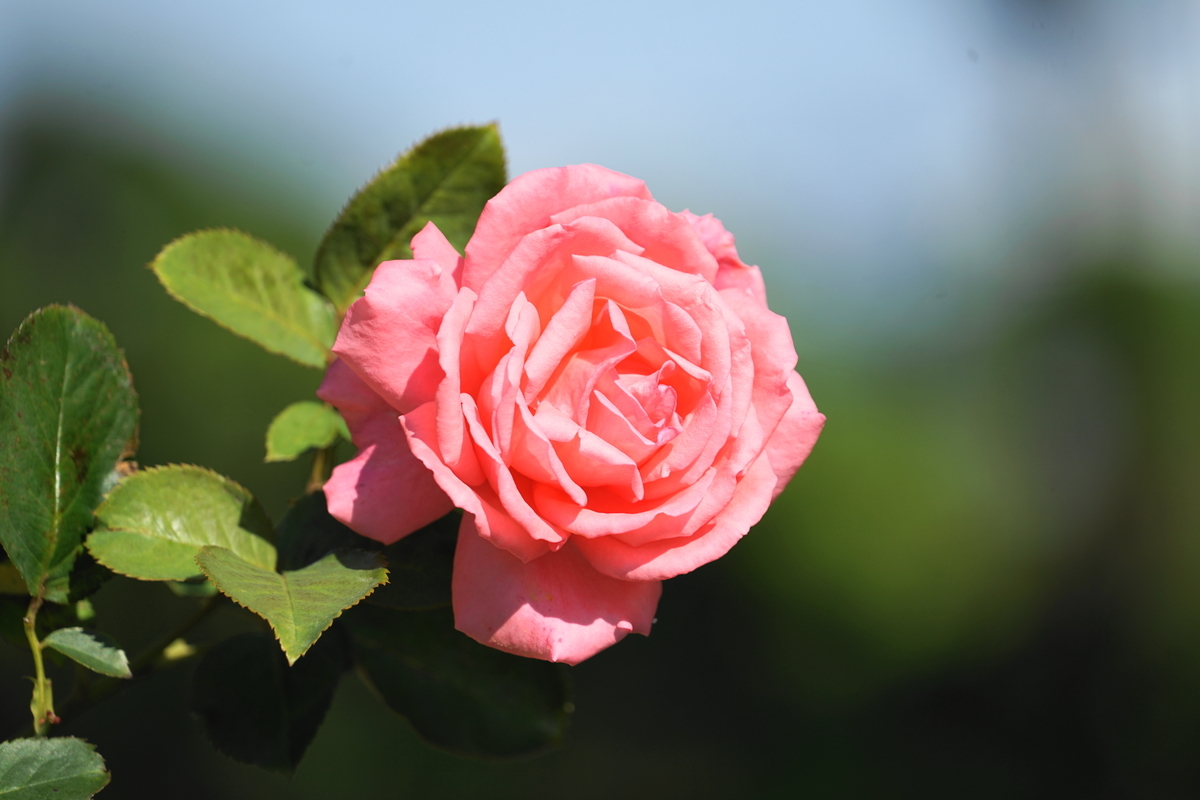 f:id:shigeo-t:20211103141639j:plain