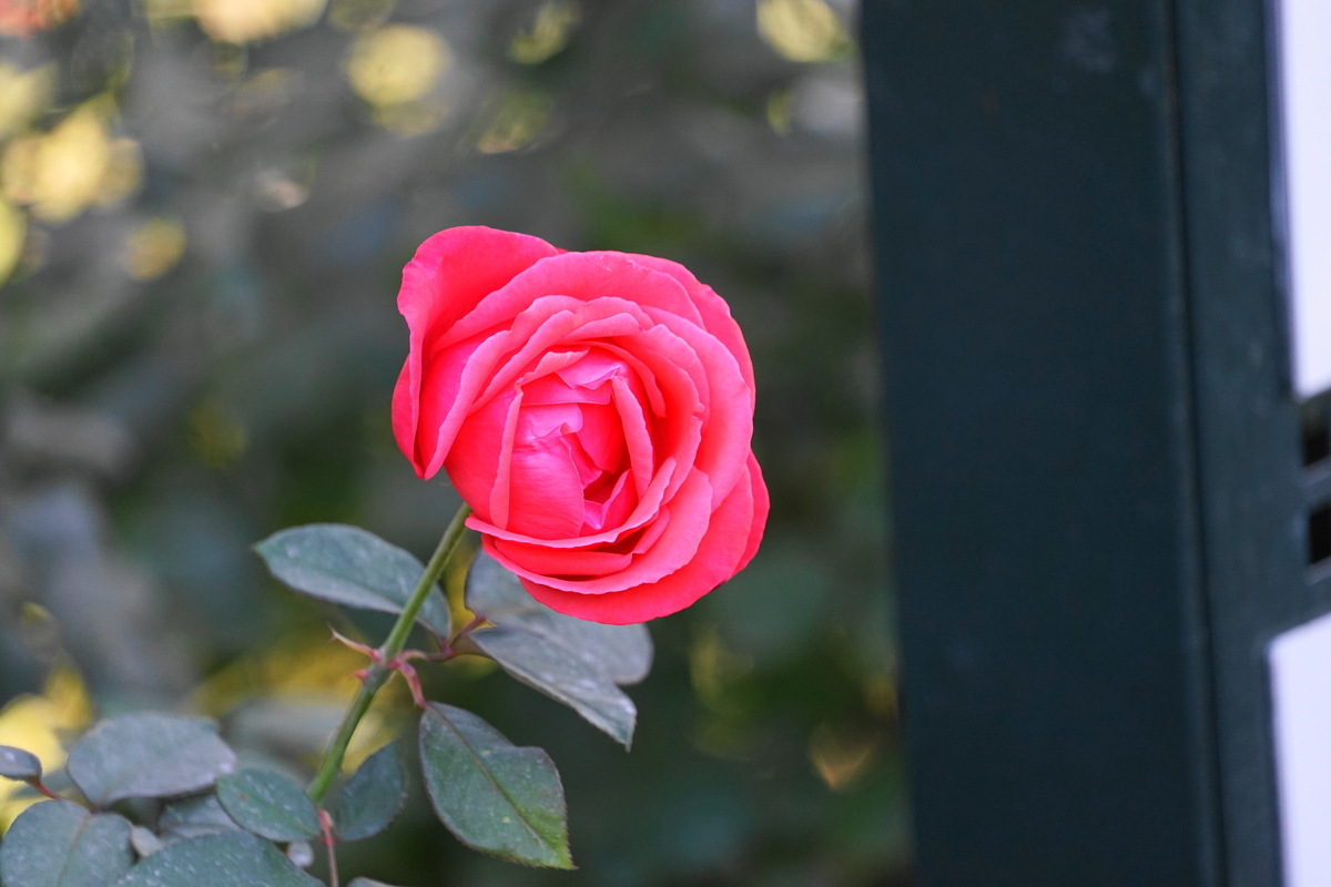 f:id:shigeo-t:20211103141650j:plain