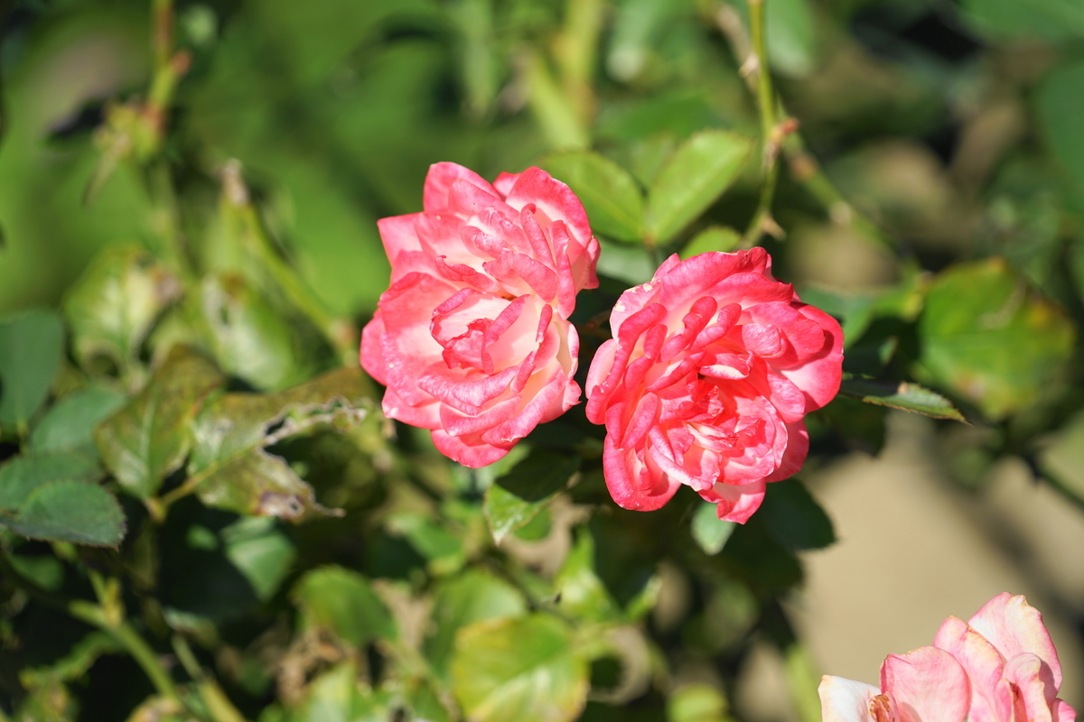 f:id:shigeo-t:20211103141724j:plain