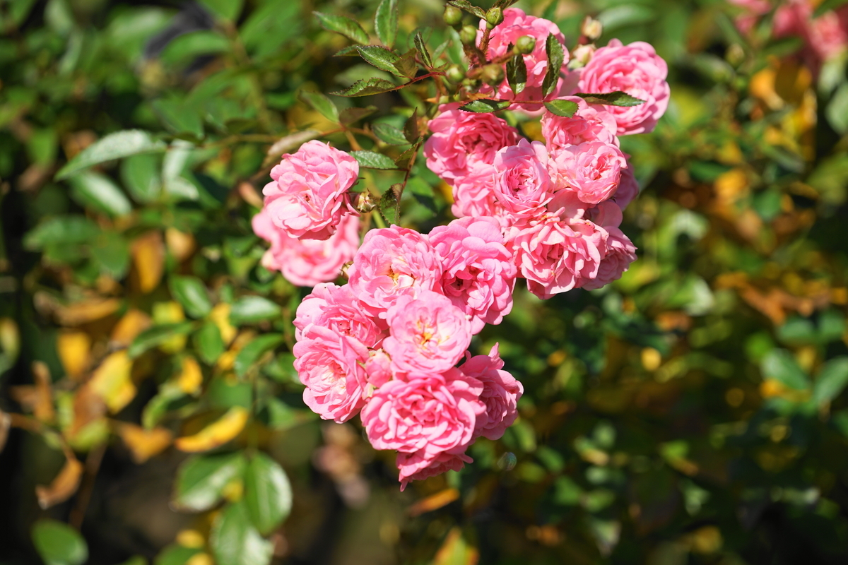 f:id:shigeo-t:20211103141738j:plain