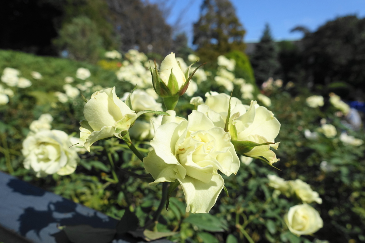 f:id:shigeo-t:20211103141802j:plain