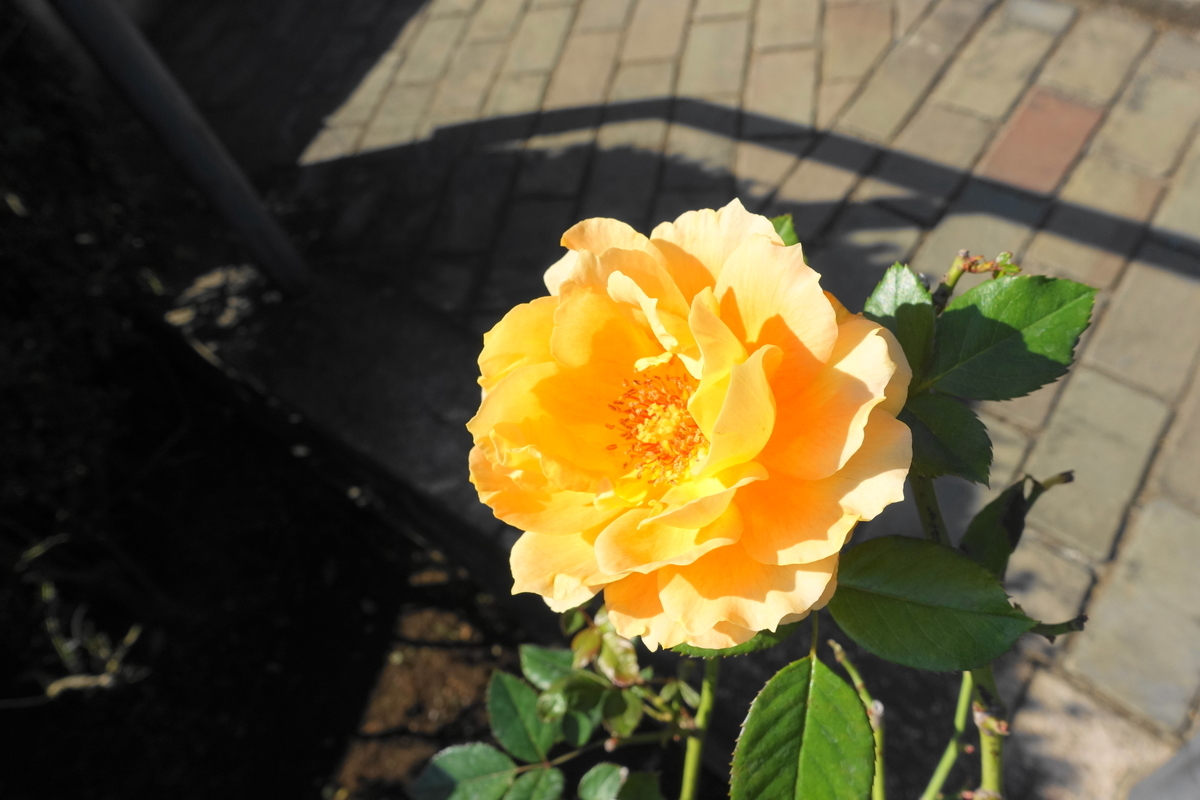 f:id:shigeo-t:20211103141820j:plain