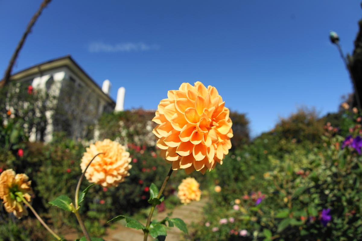 f:id:shigeo-t:20211103141847j:plain