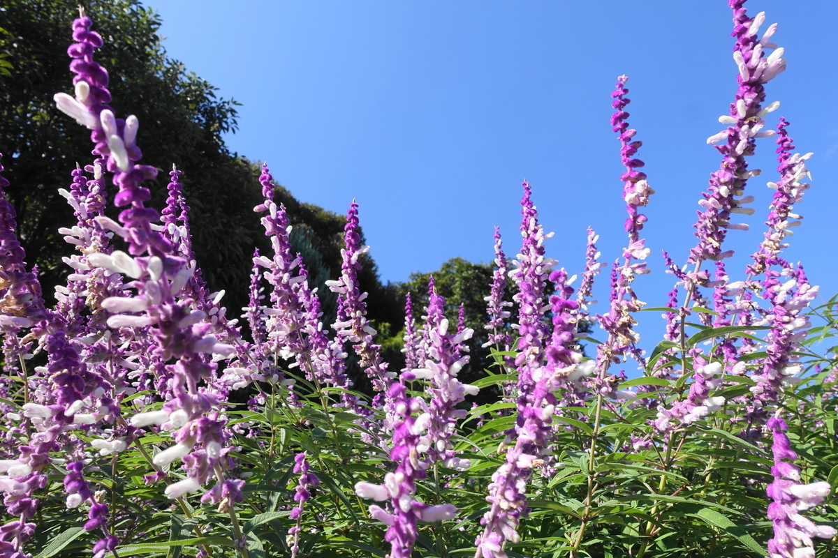 f:id:shigeo-t:20211103141907j:plain