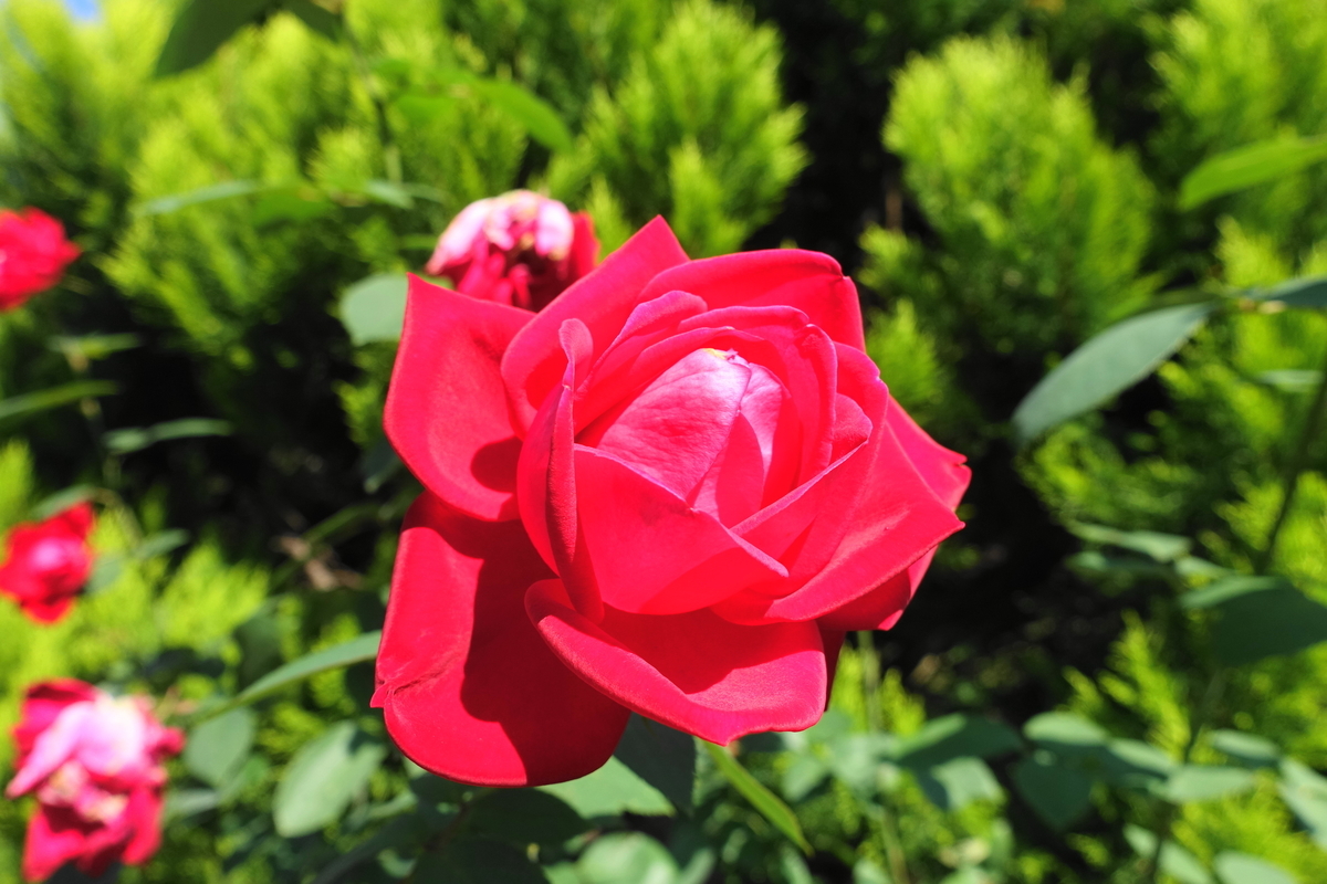 f:id:shigeo-t:20211103141944j:plain