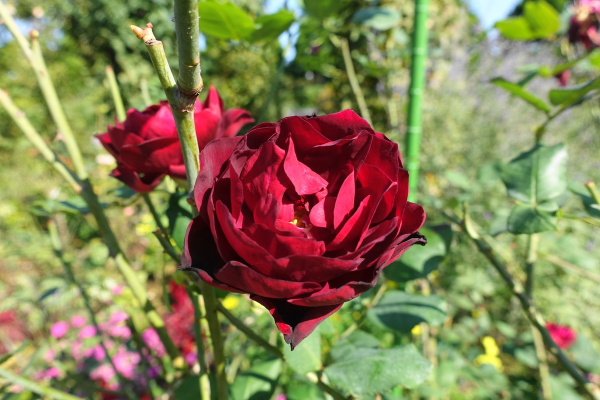 f:id:shigeo-t:20211103142041j:plain