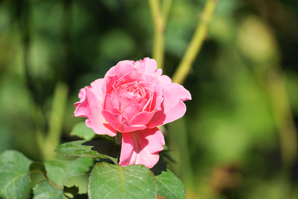 f:id:shigeo-t:20211103142055j:plain